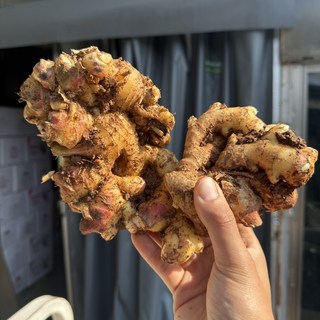 농진사 국내산 경북 황토 흙생강 최상급, 1개, 흙생강 10kg