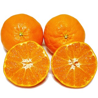 [제주의맛] 달콤한 레드향 산지직송 선물용 가정용, 레드향 특대과 5kg(12~17과), 1개