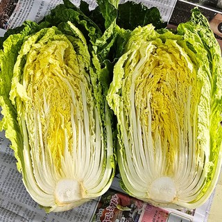 강원도 고랭지 작은 생배추 3포기 통배추 포기배추, 1박스, 5kg