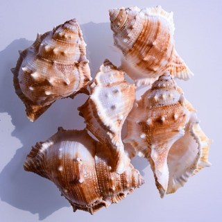 天然赤旋螺 貝殼大海螺殼 魚缸裝飾品 水族箱造景擺件, 精品赤硅螺5-7厘米4個, 1個
