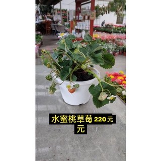 霏霏園藝 水蜜桃草莓盆栽 6吋 - 自家種植樂趣, 1個
