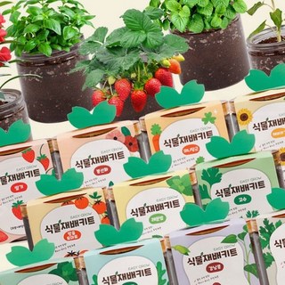 식물재배키트 방울토마토 딸기 바질 고수 키우기 베란다, yuna  03고수
