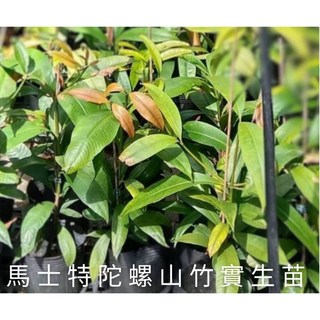 馬士特陀螺山竹實生苗，九對葉子，管理簡單，生長力強，水果皇后, 1個, 馬士特陀螺山竹實生苗9對葉