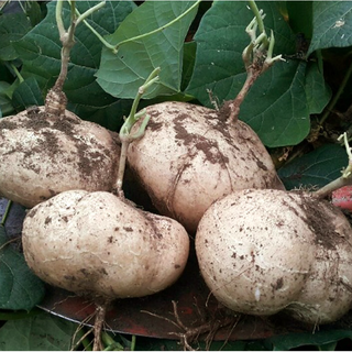 [슈퍼푸드] 혈당 낮추는 맛있는 히카마 히까마 얌빈 멕시코감자 베트남산, 1개, 3kg