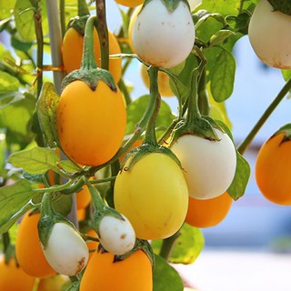 계란가지 (Golden Eggs) 씨앗 10립 소포장, 1개