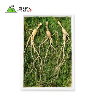 지삼당 산양산삼 직파자연산삼 효도선물 명절 15년근~16년근 3뿌리, 90g, 1세트