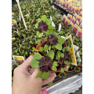 霏霏園藝 彩色幸運草盆栽, 1個