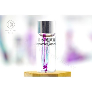 魚心標本藝術 透明生物標本 - 日本禿頭鯊 Sicyopterus japonicus 精緻壓克力標本 海洋生物收藏 辦公室居家擺飾, 1個