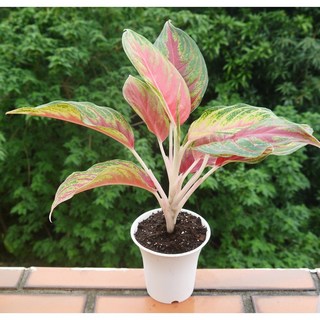 花樣渼栽盆栽生活館 火狐狸粗肋草 (4寸) (室內清淨空氣盆栽) 室內植物 觀葉植物, 1個