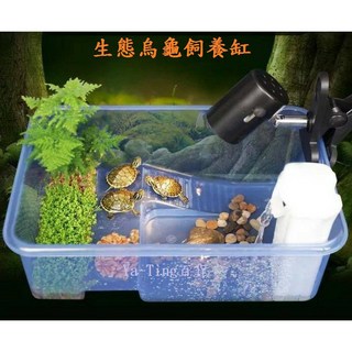 烏龜生態飼養盒 水陸兩用烏龜缸 澤龜/蠑螈適用 - 婷婷百貨/金金水族, 1個, 藍色 L