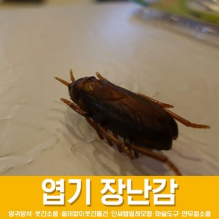 스투피드 만우절 장난감 모음, 12_기어가는 진동 바퀴벌레
