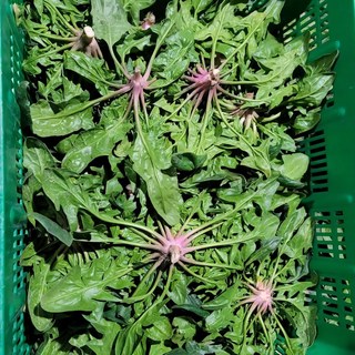 국내산 섬초 남해 시금치 노지, 1개, 1kg