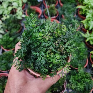 P老闆園藝 嬰兒蕨 3吋盆, 1個