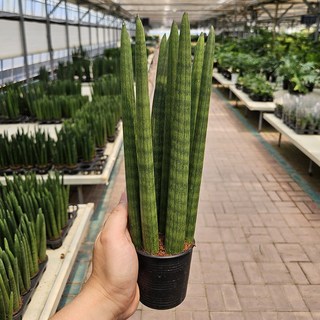 스투키 1+1 공기정화식물 식물선물 데스크테리어 아비가든, 중대형, 1개