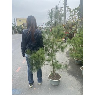 霏霏園藝 五葉松盆栽，高度120-150公分，1尺1盤, 1個