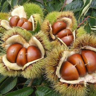 공주알밤(대)4kg 농부네농원에서 직접 생산한 공주햇밤!!, 1박스, 4kg