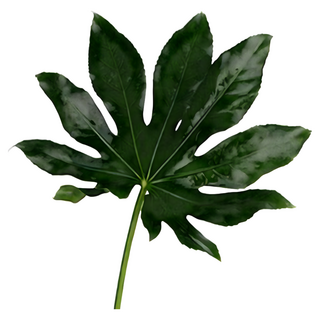 ONEDAY 熱銷20款仿真熱帶雨林植物 仿真龜背葉 仿真椰樹葉 春雨葉 西瓜葉 拍攝道具, 綠色, 1個