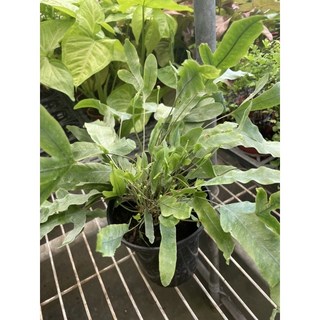 霏霏園藝藍星蕨 4吋盆栽 室內綠植盆栽 淨化空氣 特價優惠中, 1個