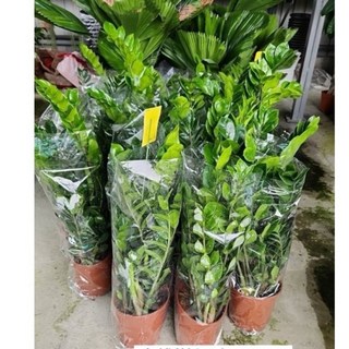 霏霏園藝 金錢樹 七吋盆栽