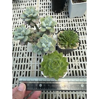 MC多肉園 嚴選多肉植物三顆一組優惠區，一物一拍，多樣品種可挑選，綠植盆栽組合, 1個, 楓緋.花斑路.女武神