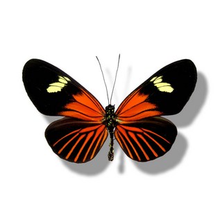 蟲新發現 蝴蝶標本A1級 Heliconius erato lativitta 毒蝶，精美收藏，自然科學教材, 未展翅乾貨