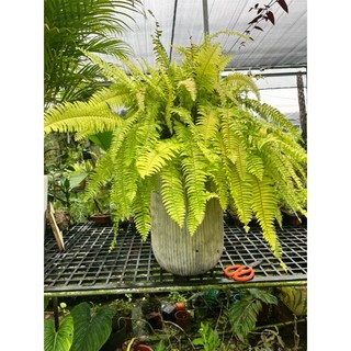 霏霏園藝虎斑升蕨盆栽含盆 適用於居家 咖啡廳 飯店等場所 輕鬆營造綠意空間, 1個