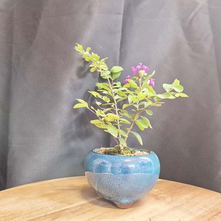 배롱나무 미니 목백일홍 도자기 분재 여름 꽃 화분 키우기