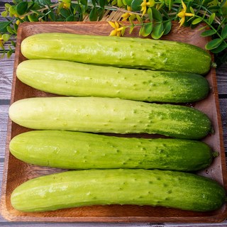 야채삼촌 국내산 백오이 백다다기, 1개, 1kg