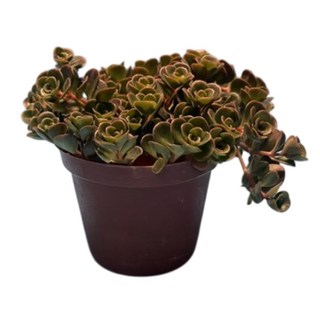 萬花叢 多肉植物【高加索景天】3吋盆栽 (療癒小物 辦公室盆栽 多肉盆栽), 高加索景天, 1個