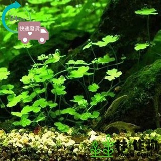 林作物 水草 澳洲天胡荽 (天湖葵) 1份 約10*10cm 前景草 一般級 水中葉/天湖荽, 1個