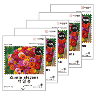 백일홍 씨앗 100립 5봉세트 오래피는 꽃씨 몰 종자 씨 백일초 혼합, 1세트