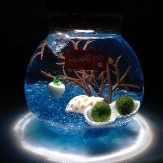 海藻球水培植物微景觀生態瓶苔蘚盆栽玻璃瓶 (包郵), 白色水果海藍1歲2顆, 1個