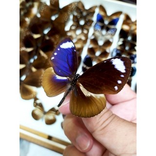 蟲新發現 蝴蝶標本A1 小紫斑蝶 菲律賓亞種 未展翅乾貨, 1個