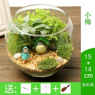 微觀苔蘚綠植物玻璃微景觀組合盆栽生態瓶DIY材料包盆景套裝kun, 1個, 小梅（15cm）