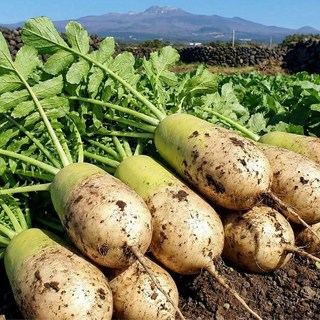 달고 아삭한 겨울 제철 제주 무 월동무, 1박스, 2kg