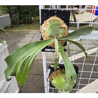 鹿角蕨, 1個, 綠