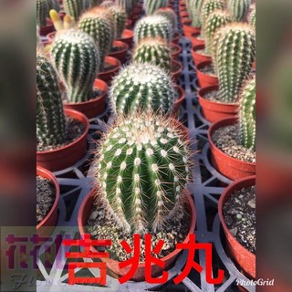 花花世界 多肉植物 吉兆丸仙人掌 3吋盆 單株高5cm, 1個