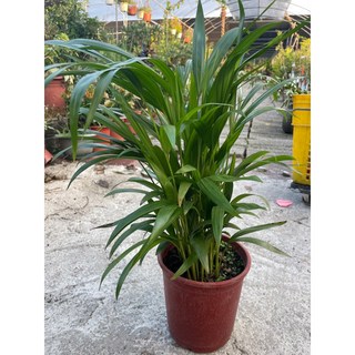 霏霏園藝黃椰子樹6吋盆栽 高度30-40公分 室內綠植盆栽 輕鬆打造熱帶風情, 8吋480元