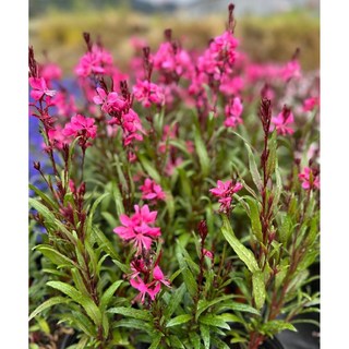 가우라 홍접초 노지월동 다년초 (모종3개) 장기개화 가을식재 규격10cm화분묘 케이야생화, 3개