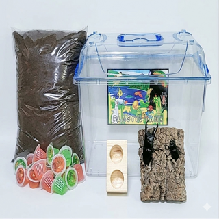 장수풍뎅이 사슴벌레 사육세트, 9. 사슴벌레 성충 대형 세트, 1세트