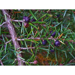 杜松葉純精油 有機等級, 1個, 30ml