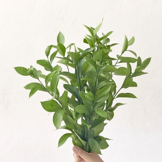 루스커스 5줄기 60cm 생화 길이가 긴 수경재배식물, 1세트