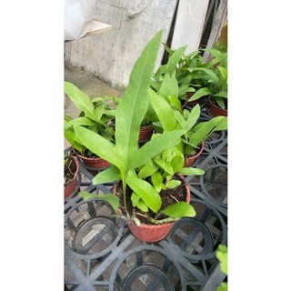 霏霏園藝女佛蕨盆栽 特價50元 易於照料 增添居家綠意與清新感, 1個