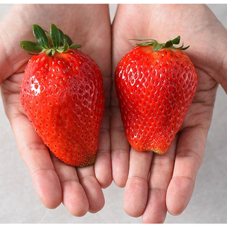 백화점 납품 고당도 대왕딸기 논산 특품 킹스베리 딸기, 1개, 특 500g(14개입 내외)