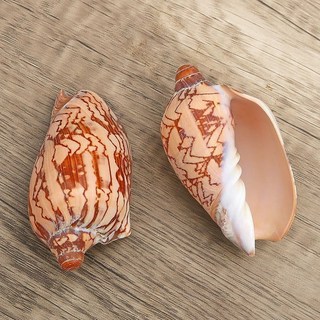 天然赤旋螺 貝殼大海螺殼 魚缸裝飾品 水族箱造景擺件, 精品山水螺9-10厘米1個, 1個