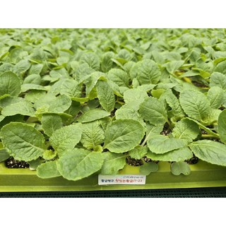 김장배추모종/황금배추 6포기 (라이코펜 성분 함유된 배추), 6개