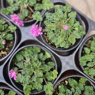 풍로초 퐁노초 야생화 반려식물 월동식물 에이피플랜츠, 1개, 기본