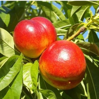 신비복숭아 [접목 1년] 제이에스가든, 1개