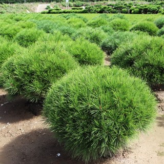 [충북농원] 반송(둥근) 소나무 묘목 - W0.4~W0.6 분묘, W0.2/분/이월/2주세트, 1개