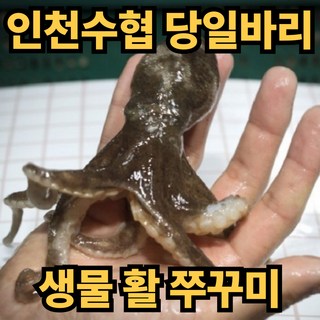 [초초특가] 국내산 생물 쭈꾸미 활 주꾸미 당일바리, 1개, 1kg